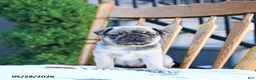 Pug dogs for sale: Linda - Ad 4