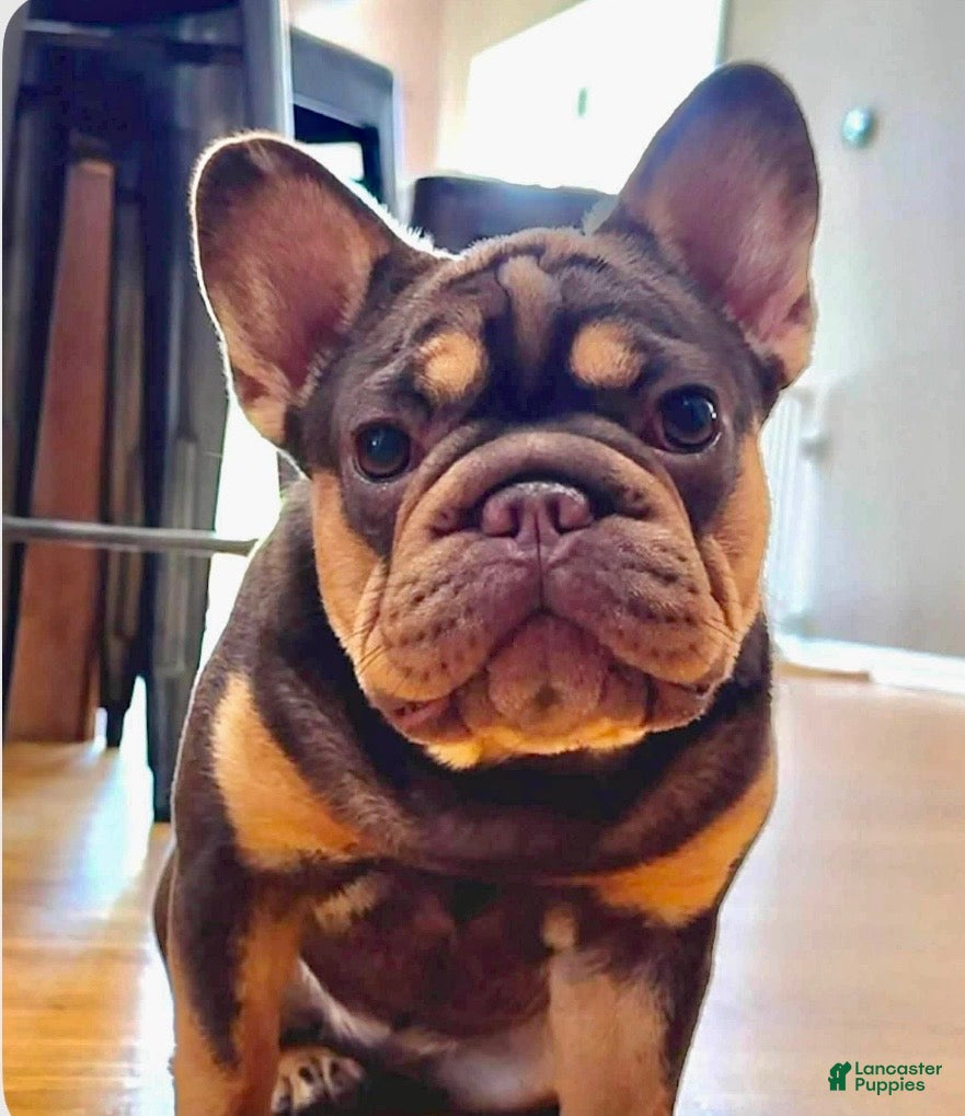 French Bulldog dogs French Bulldog Puppy 5 - Ad 2