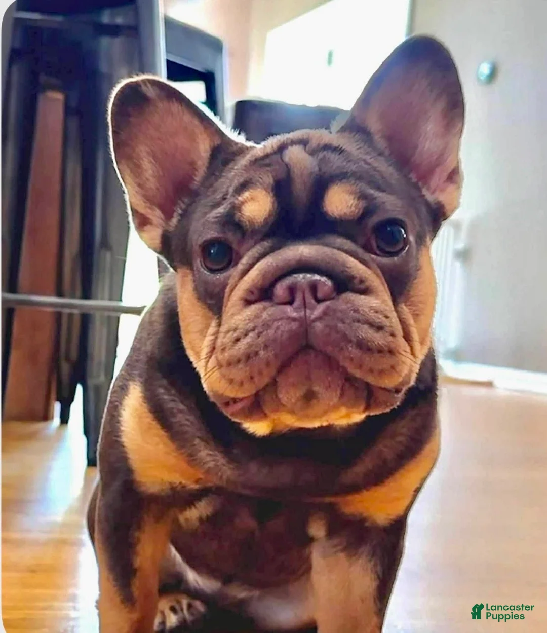French Bulldog dogs for sale: French Bulldog Puppy 4 - Ad 2