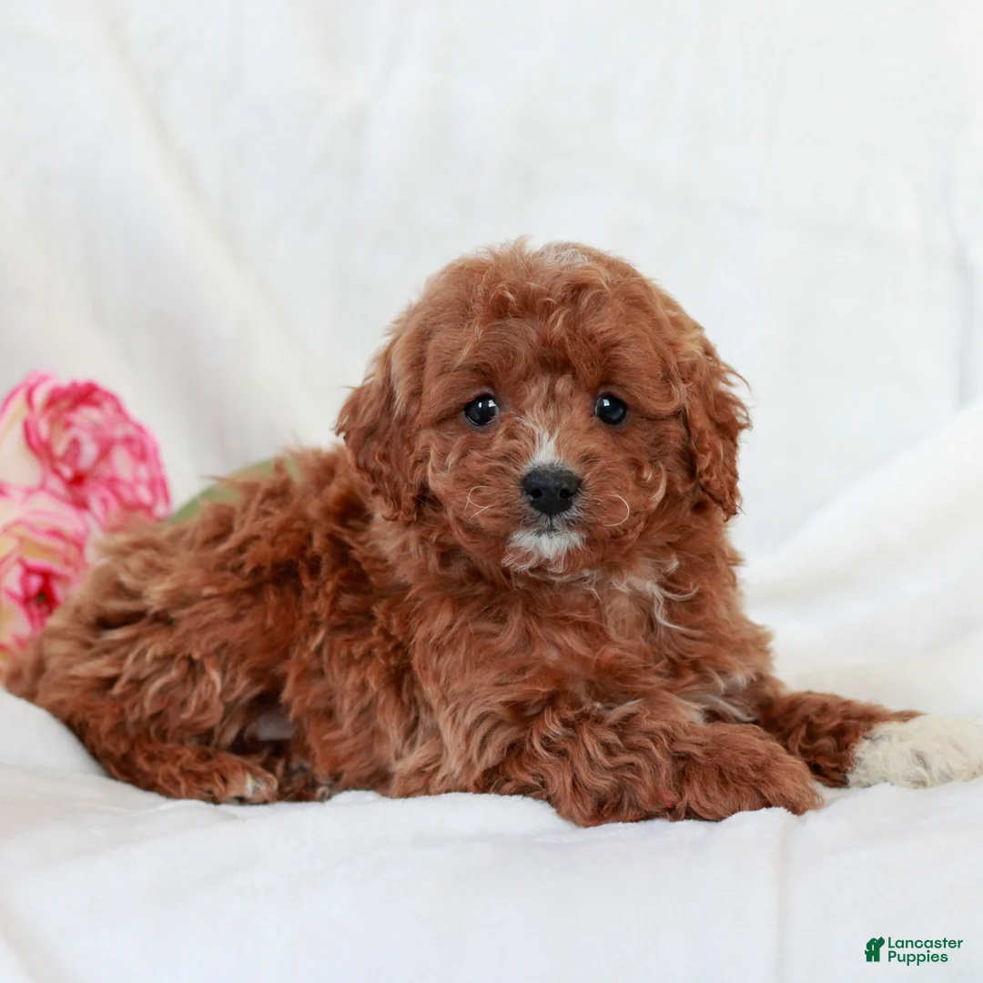 Cavapoo dogs for sale: Leo  - Ad 3