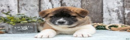 Akita dogs for sale: Chloe - Ad 2