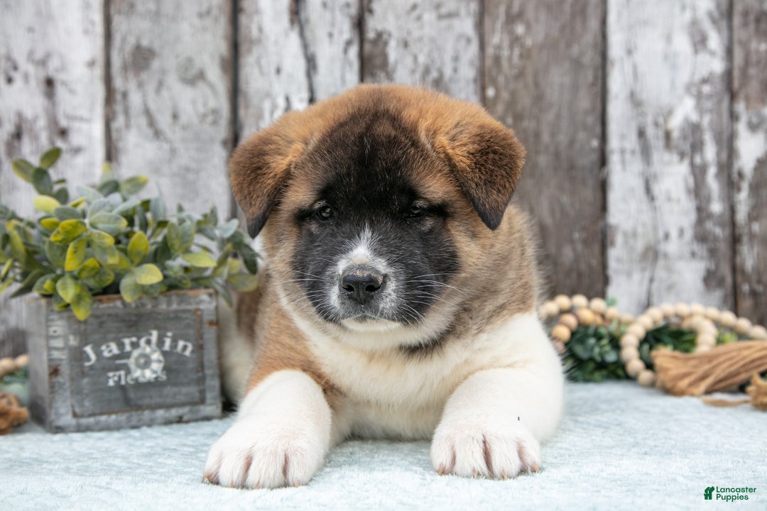 Akita dogs for sale: Chloe - Ad 2