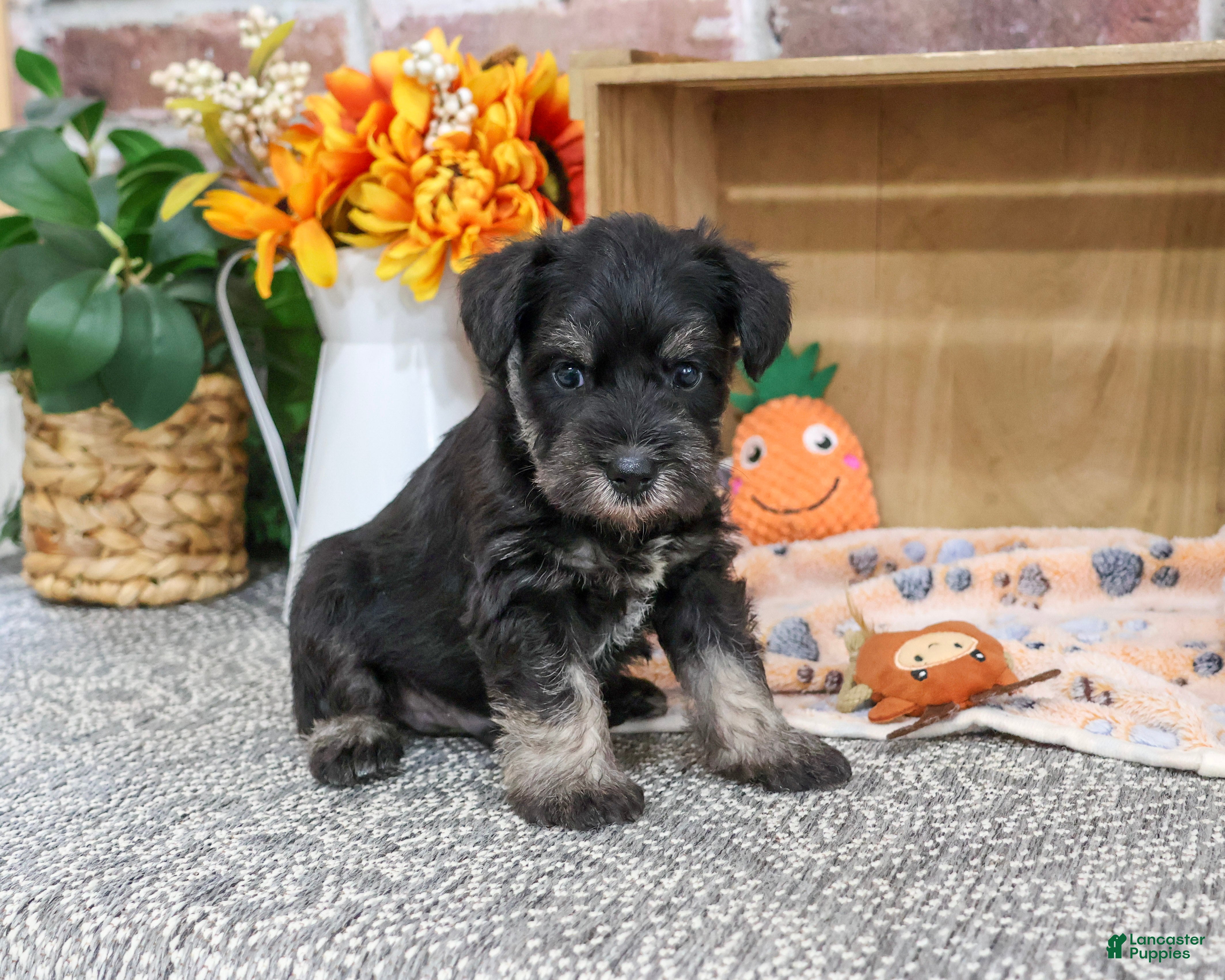 Miniature Schnauzer dogs Patrick - Ad 10