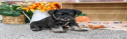 Miniature Schnauzer dogs for sale: Patrick - Ad 1