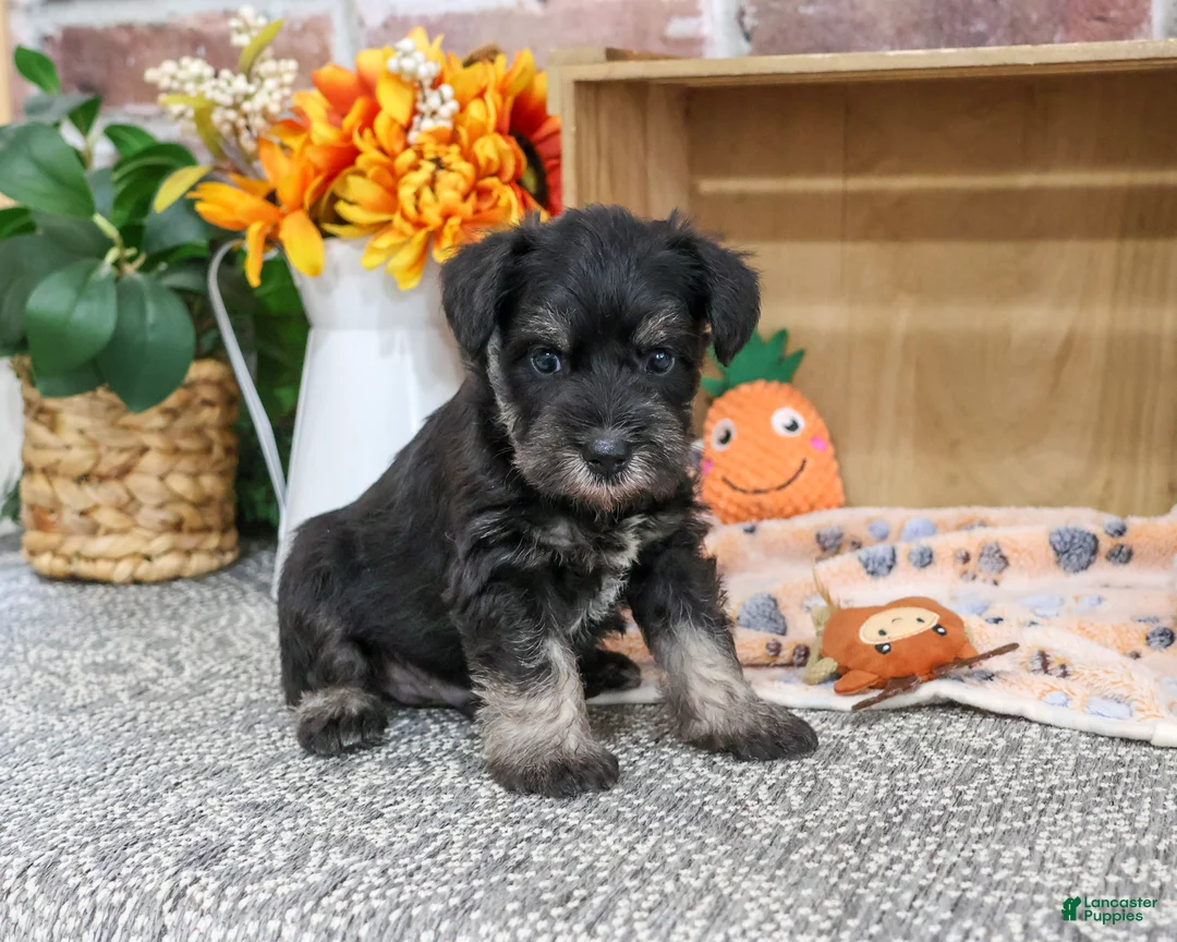 Miniature Schnauzer dogs for sale: Patrick - Ad 1