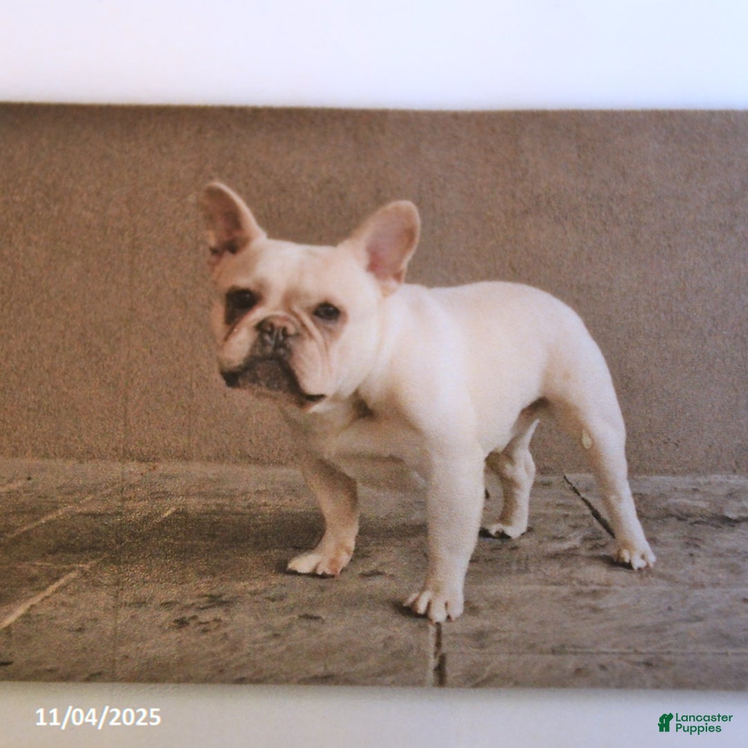 French Bulldog dogs for stud: Gold Chip - Ad 4