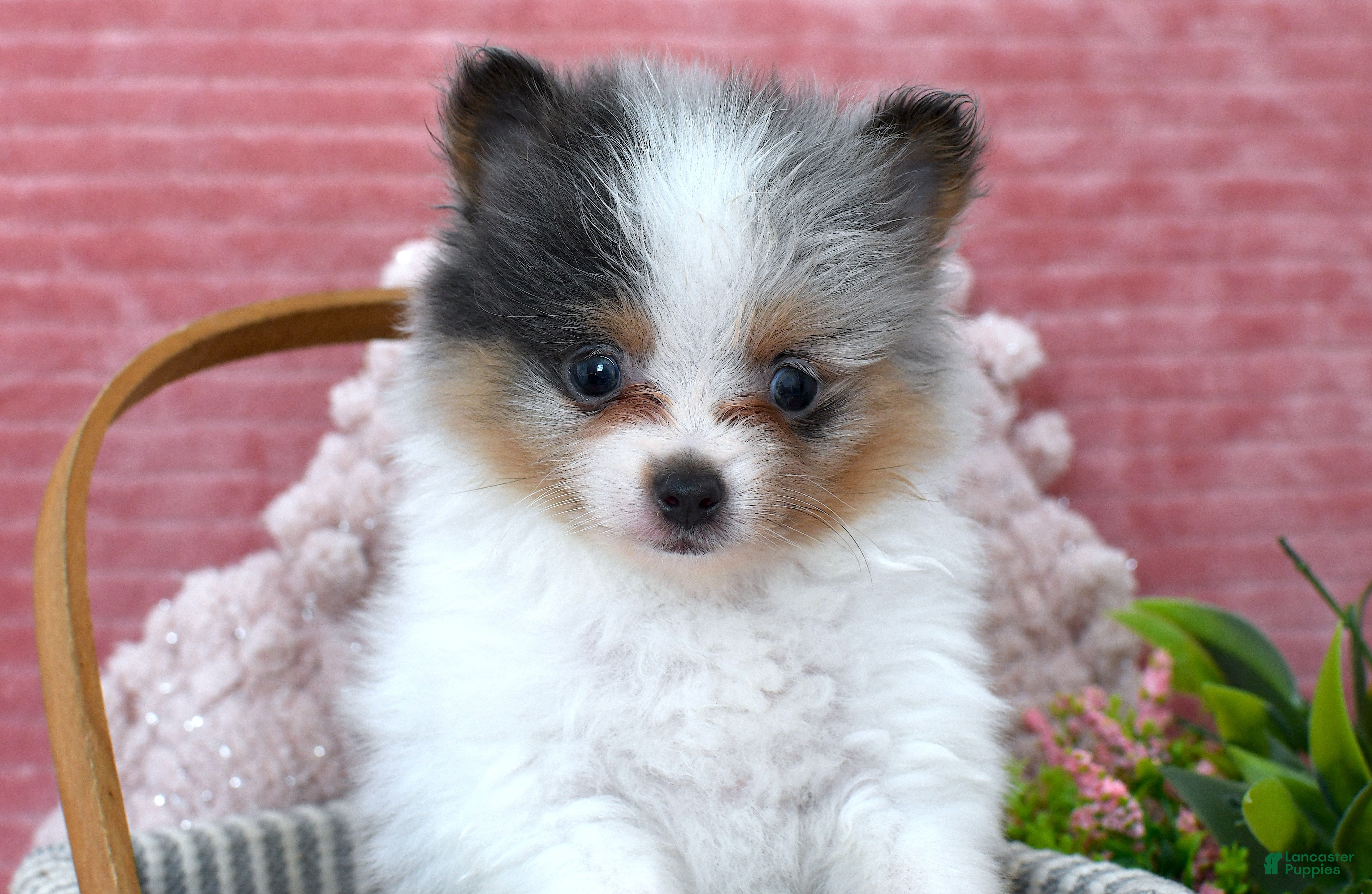 Pomeranian dogs Levi - Ad 12