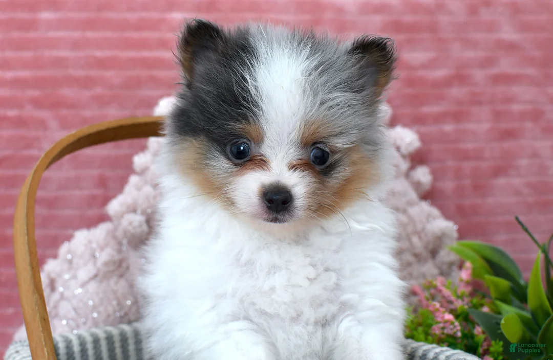 Pomeranian dogs for sale: Levi - Ad 1