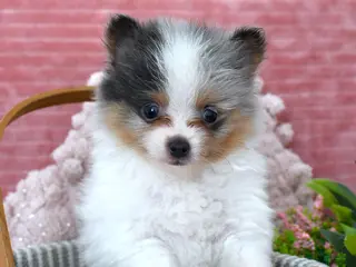 Pomeranian dogs Levi - Ad 12