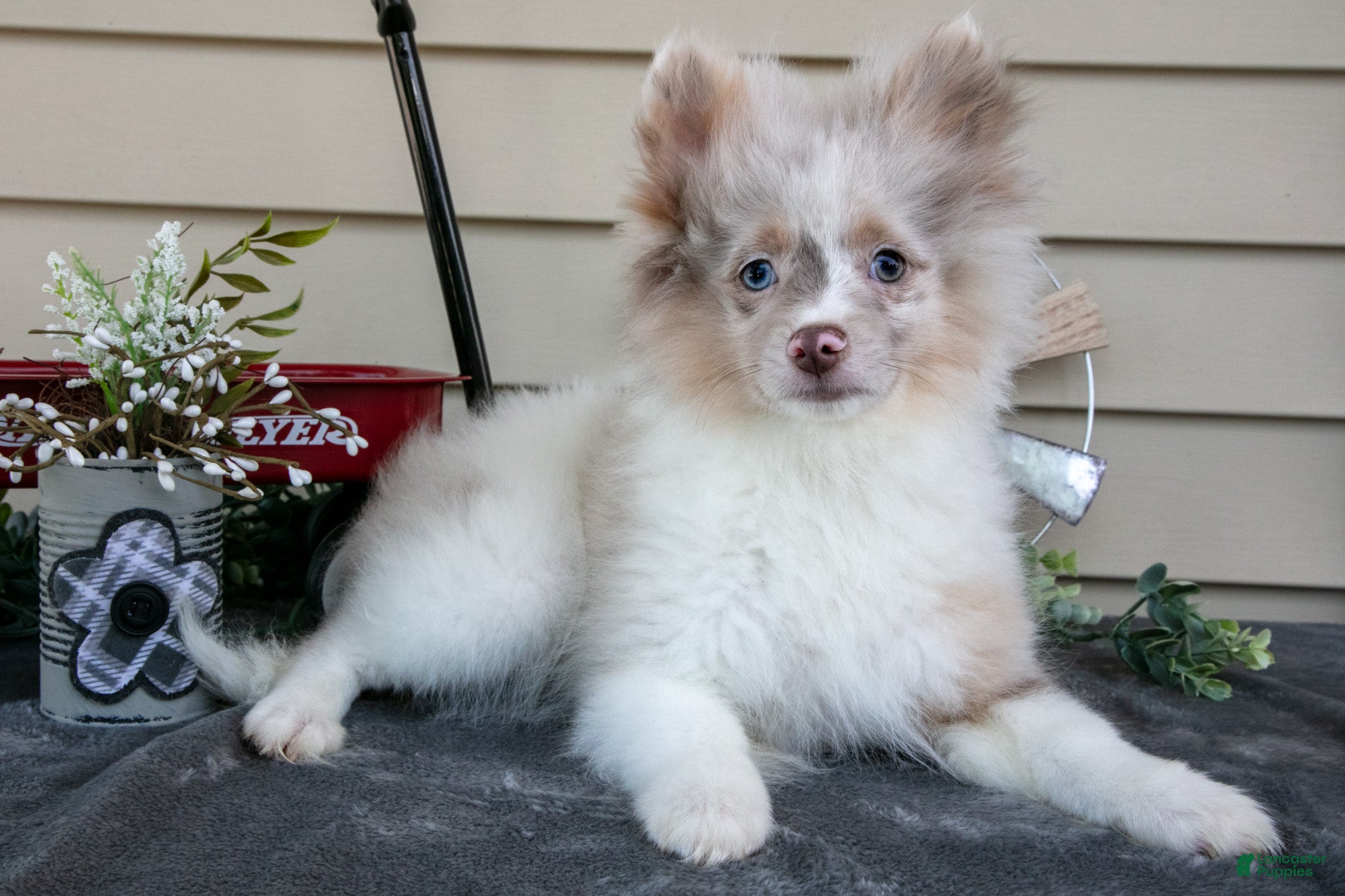 Pomeranian dogs Ike - Ad 1