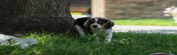 Beagle dogs for sale: 💕Millie Mae 🐶 - Ad 8