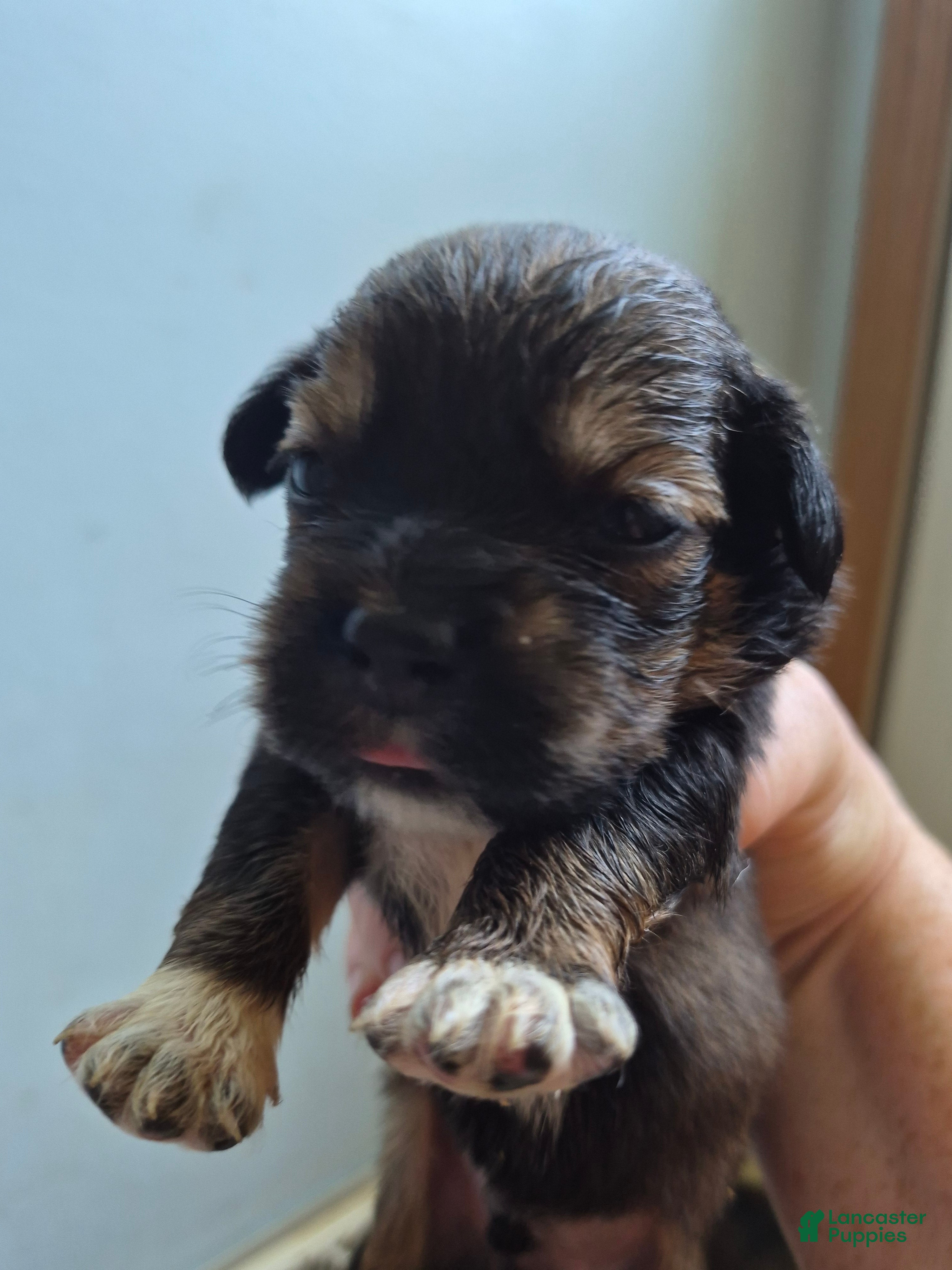 Mixed Breed dogs Mixed Breed 6 - Ad 31