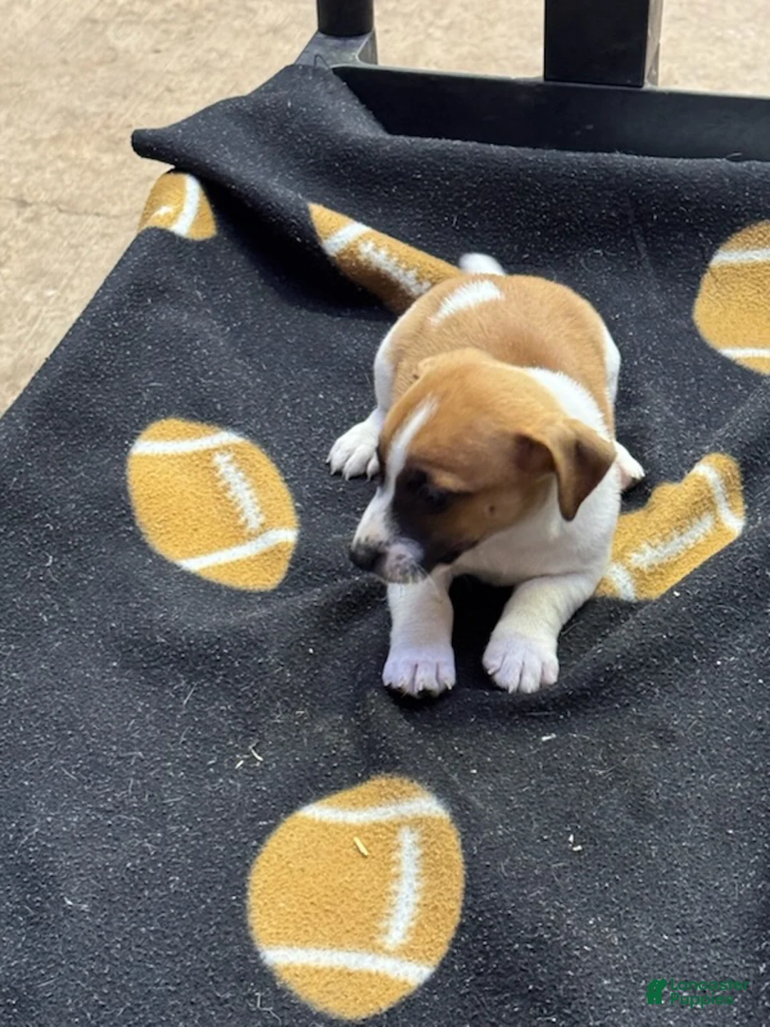 Jack Russell Terrier dogs for sale: Jack Russell Terrier Male 2 - Ad 1