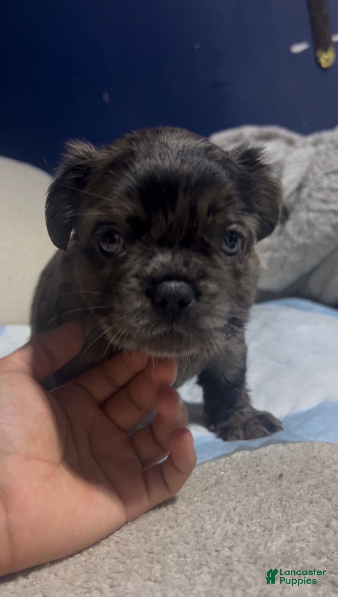 French Bulldog dogs French Bulldog 1 male  - Ad 35