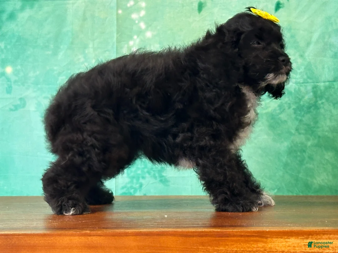 Cockapoo dogs for sale: Cindy - Ad 1