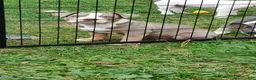 American Bully dogs for sale: American Bully 4 - Ad 12