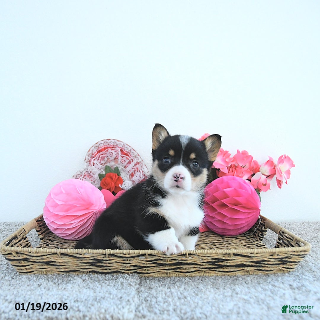 Welsh Corgi Pembroke dogs for sale: Princess - Ad 2