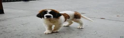 Saint Bernard dogs for sale: Saint Bernard Puppy 1 - Ad 4