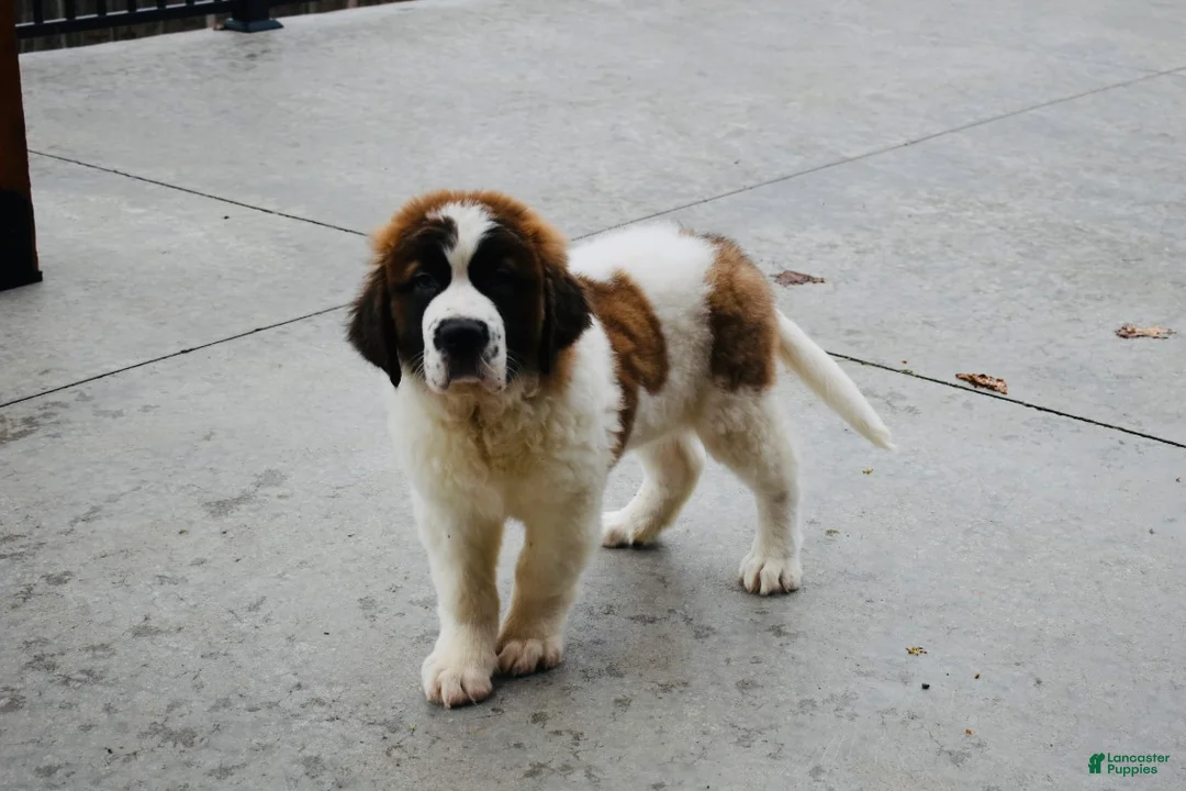 Saint Bernard dogs for sale: Saint Bernard Puppy 1 - Ad 4