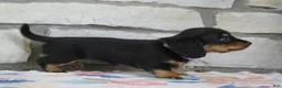 Miniature Dachshund dogs for sale: Abby - Ad 6