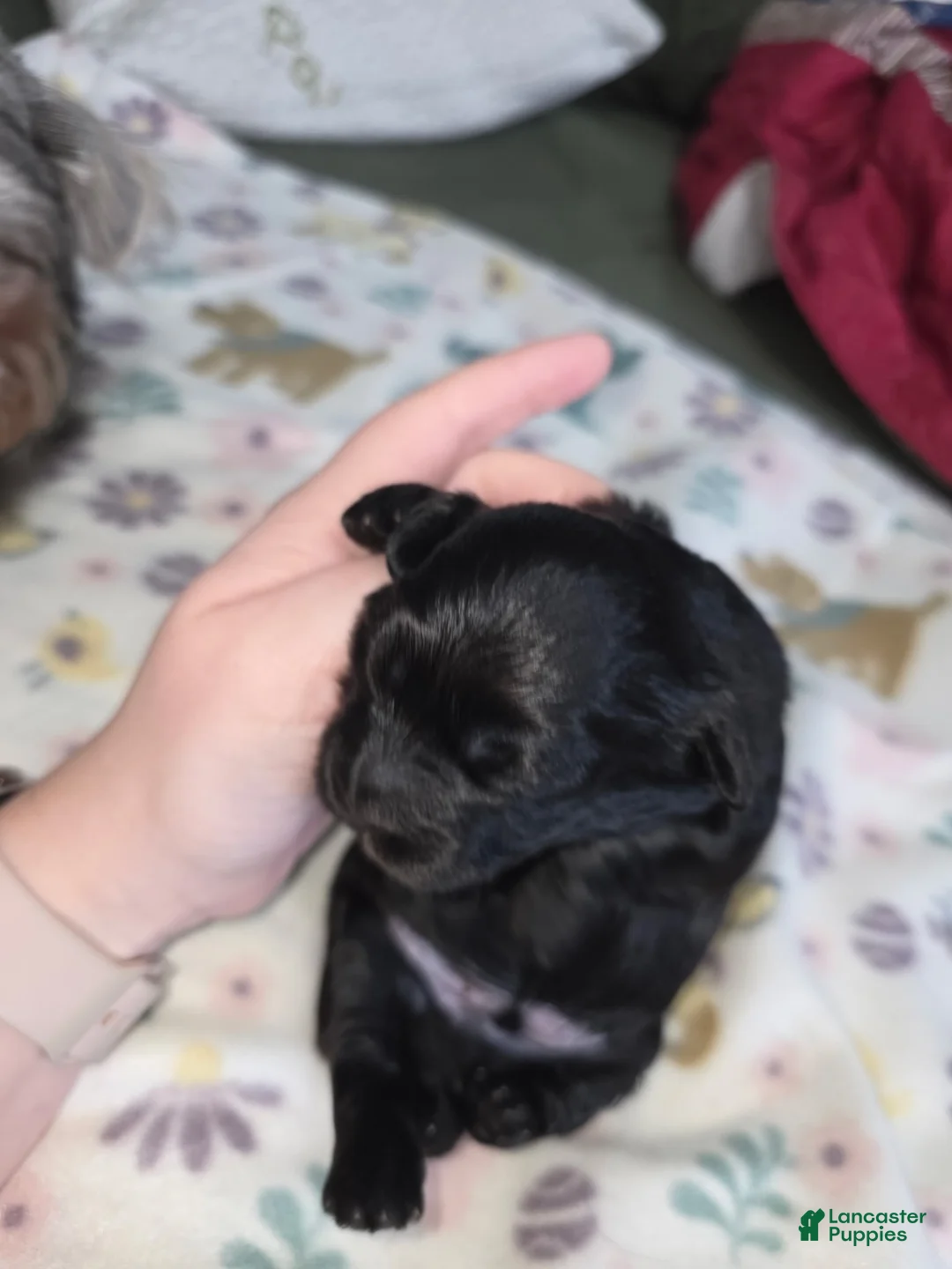 Shihpoo dogs for sale: Shihpoo Puppy 2 - Ad 2
