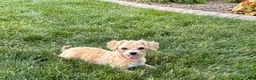 Maltipoo dogs for sale: Tiny - Ad 3