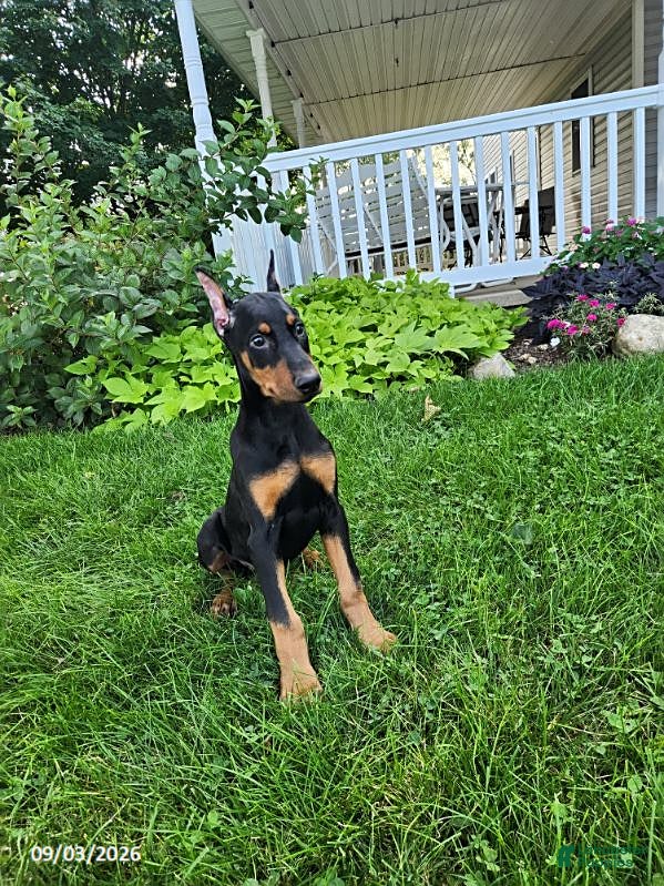 Doberman Pinscher dogs Koda - Ad 1