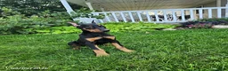 Doberman Pinscher dogs for sale: Koda - Ad 1