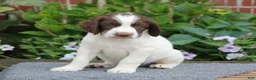 English Springer Spaniel dogs for sale: Dodge - Ad 2