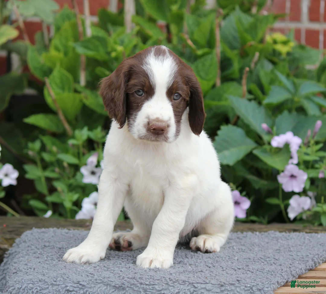 English Springer Spaniel dogs for sale: Dodge - Ad 2