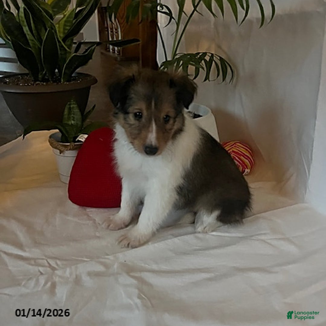 Shetland Sheepdog dogs for sale: Anna - Ad 1