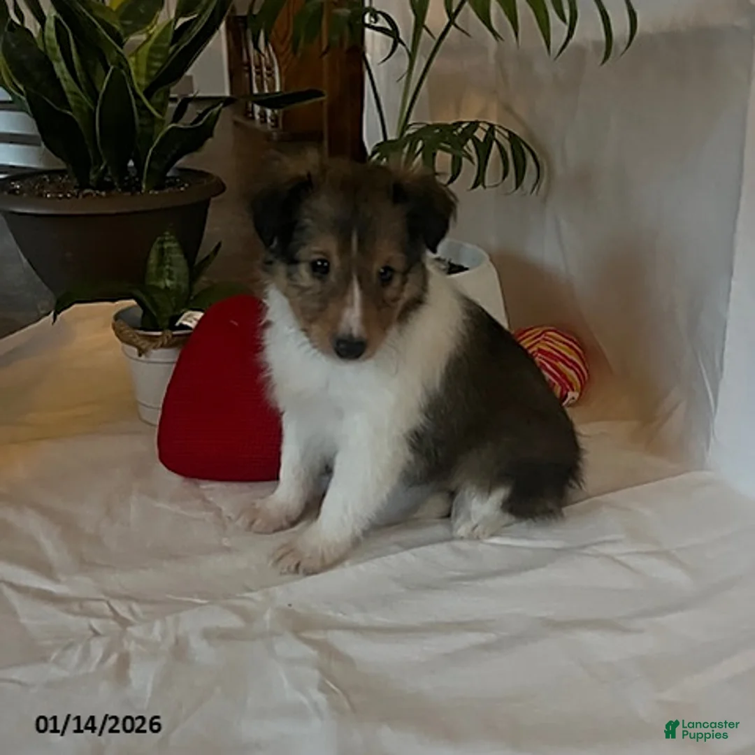 Shetland Sheepdog dogs for sale: Anna - Ad 1