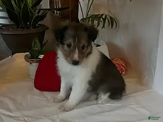 Shetland Sheepdog dogs Anna - Ad 4