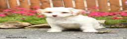 Mixed Breed dogs for sale: Atlanta - Ad 3