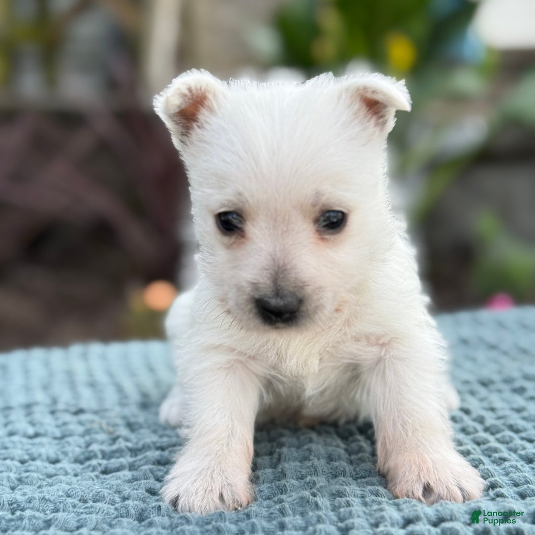 West Highland Terrier dogs for sale: Fancy - Ad 18
