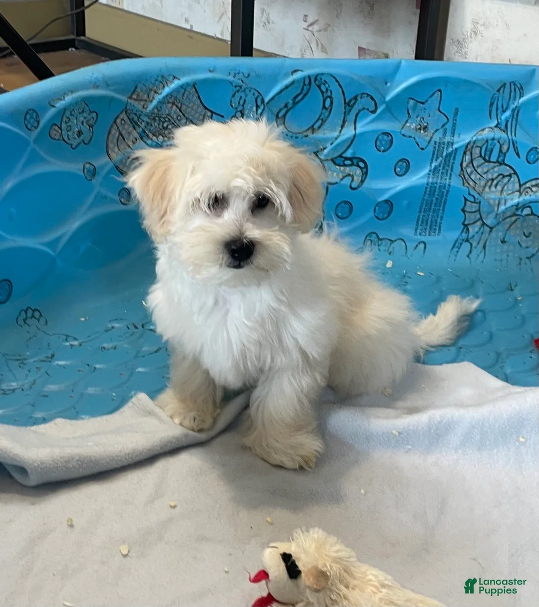 Coton De Tulear dogs for sale: Merlin - Ad 10