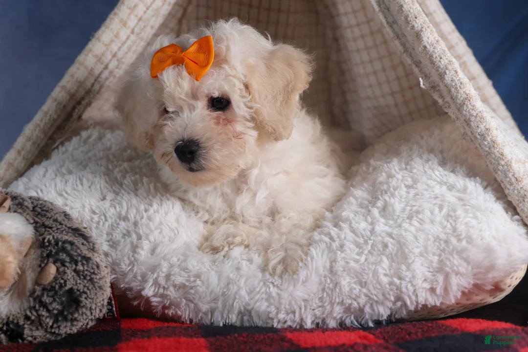 Bichon Frise dogs for sale: Darla - Ad 6