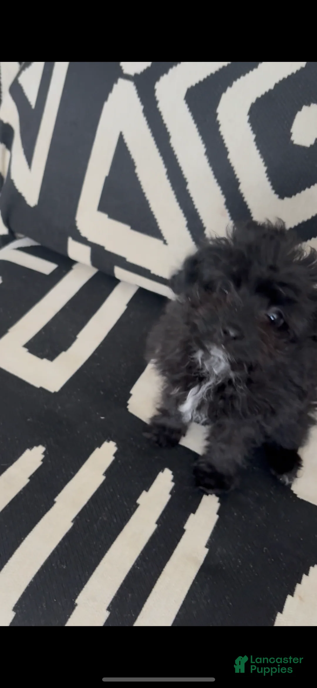 Pomapoo dogs for sale: Pomapoo Puppy 1 - Ad 3