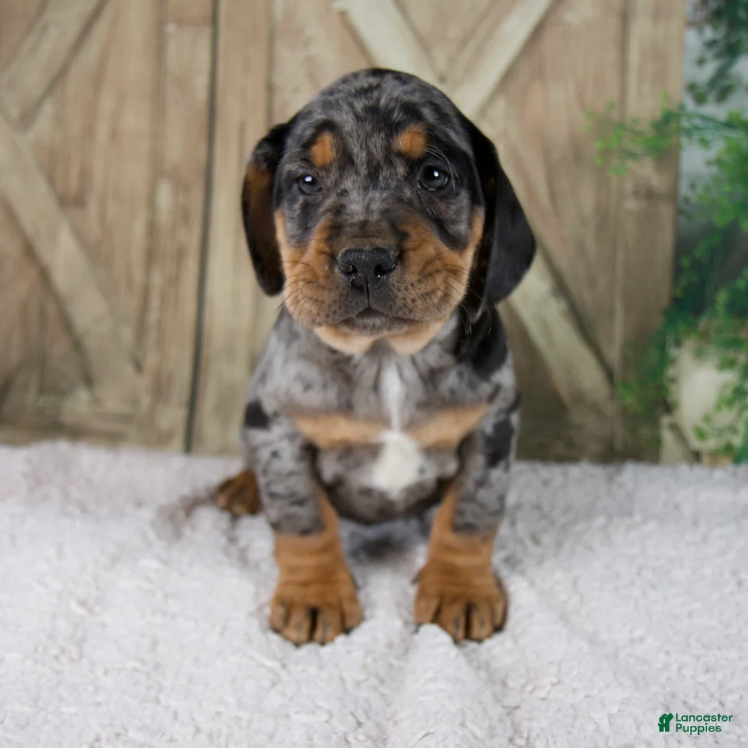 Beabull dogs for sale: Will - Ad 2