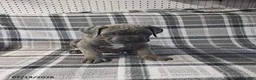 Cane Corso dogs for sale: Duke - Ad 3