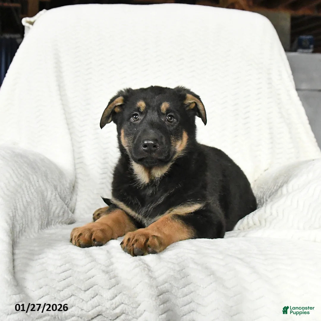 German Shepherd dogs for sale: Tonka - Ad 3