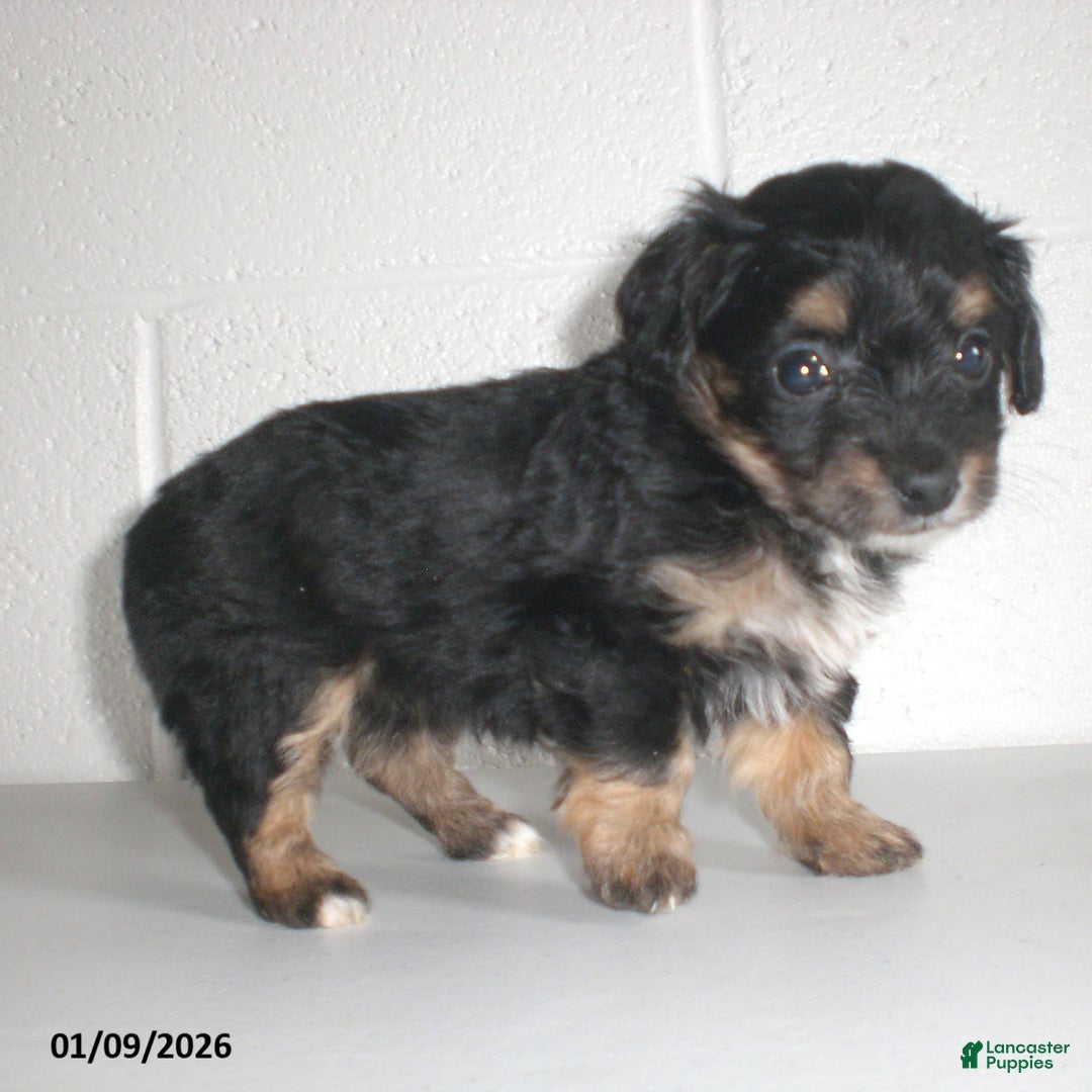 Yorkiepoo dogs for sale: Angie - Ad 18