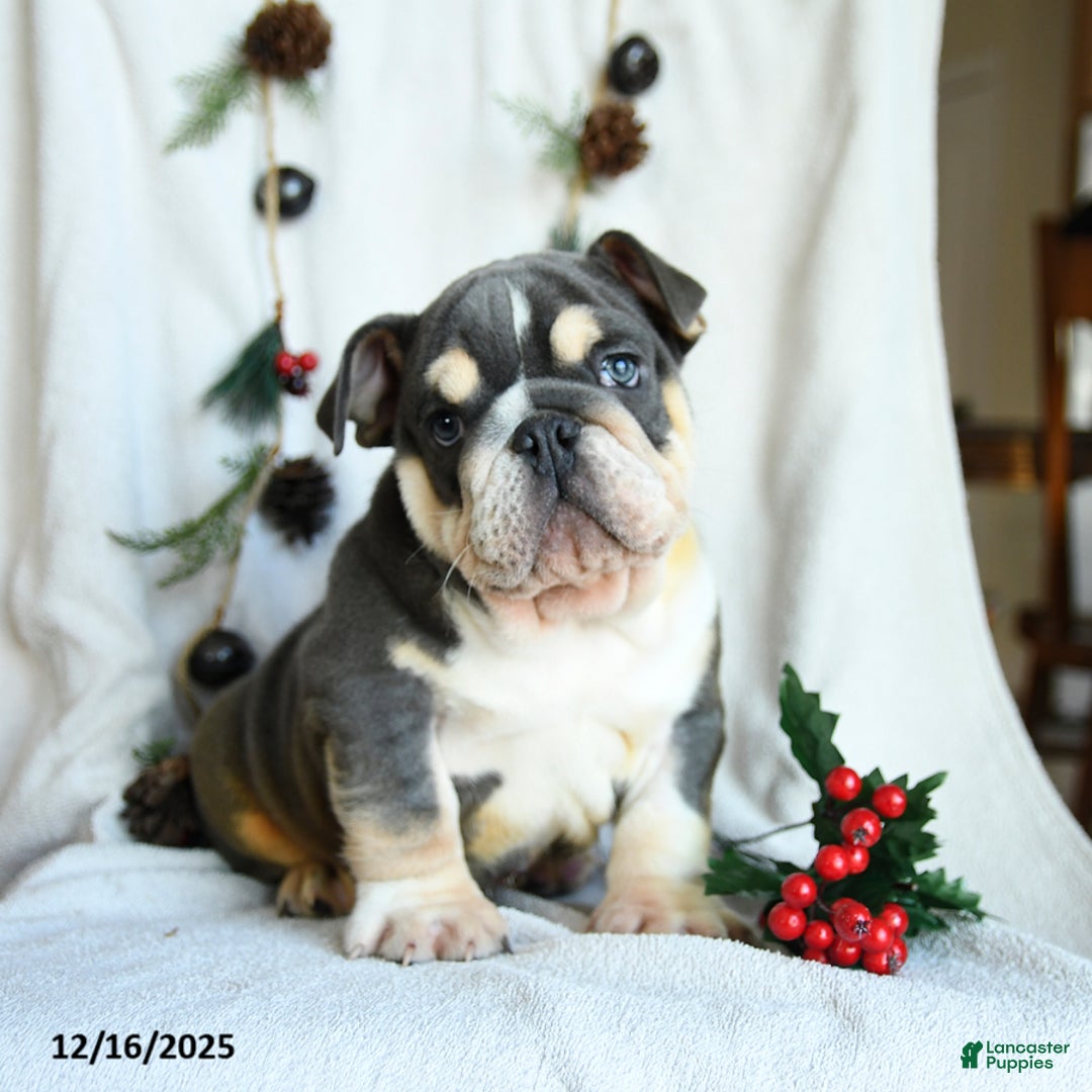 English Bulldog dogs for sale: Jolly - Ad 5