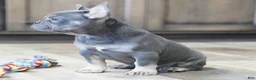 French Bulldog dogs for sale: Heather - Ad 5
