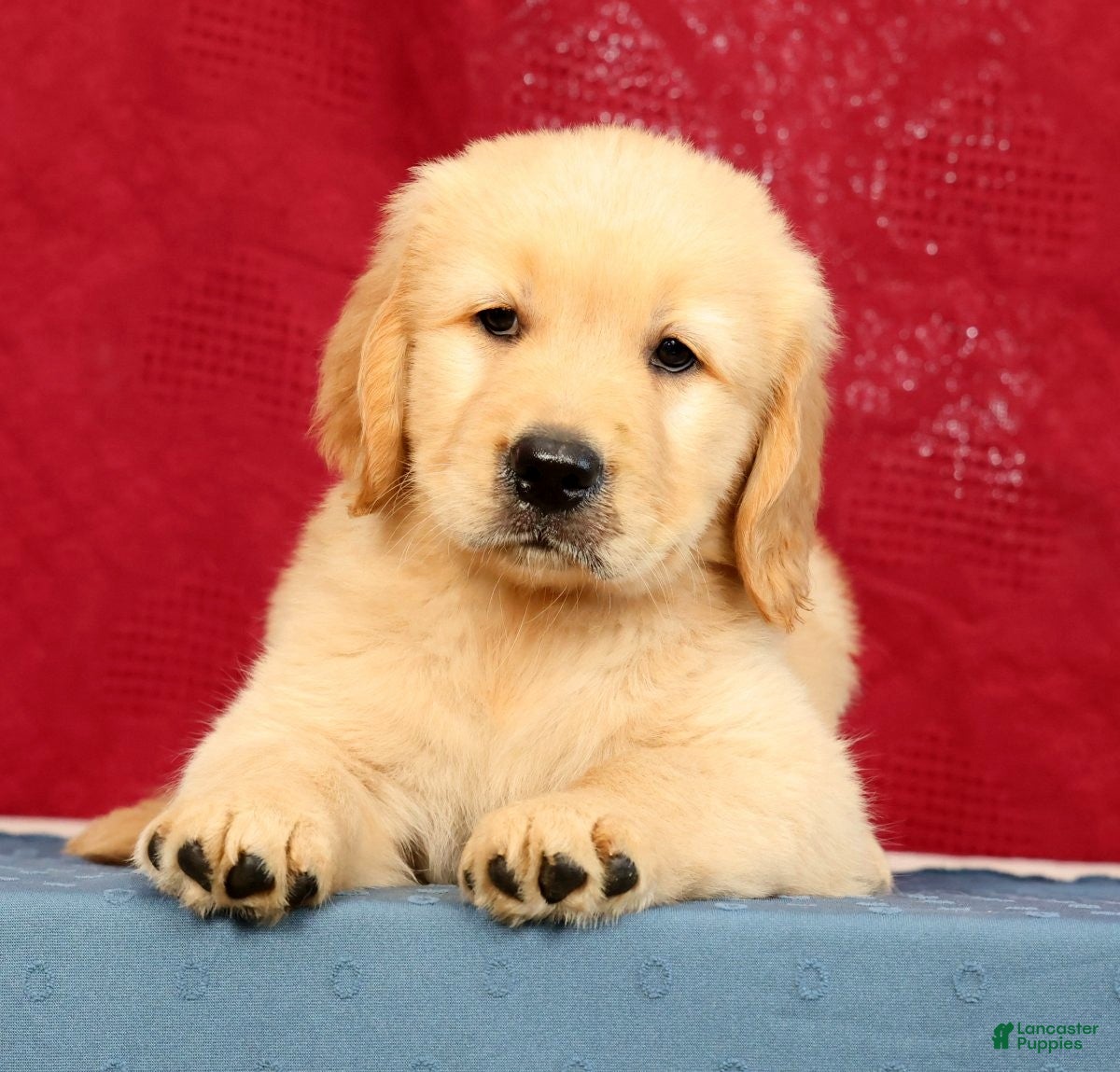 Golden Retriever dogs Denali - Ad 1