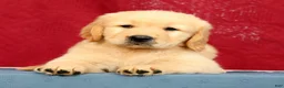 Golden Retriever dogs for sale: Denali - Ad 1
