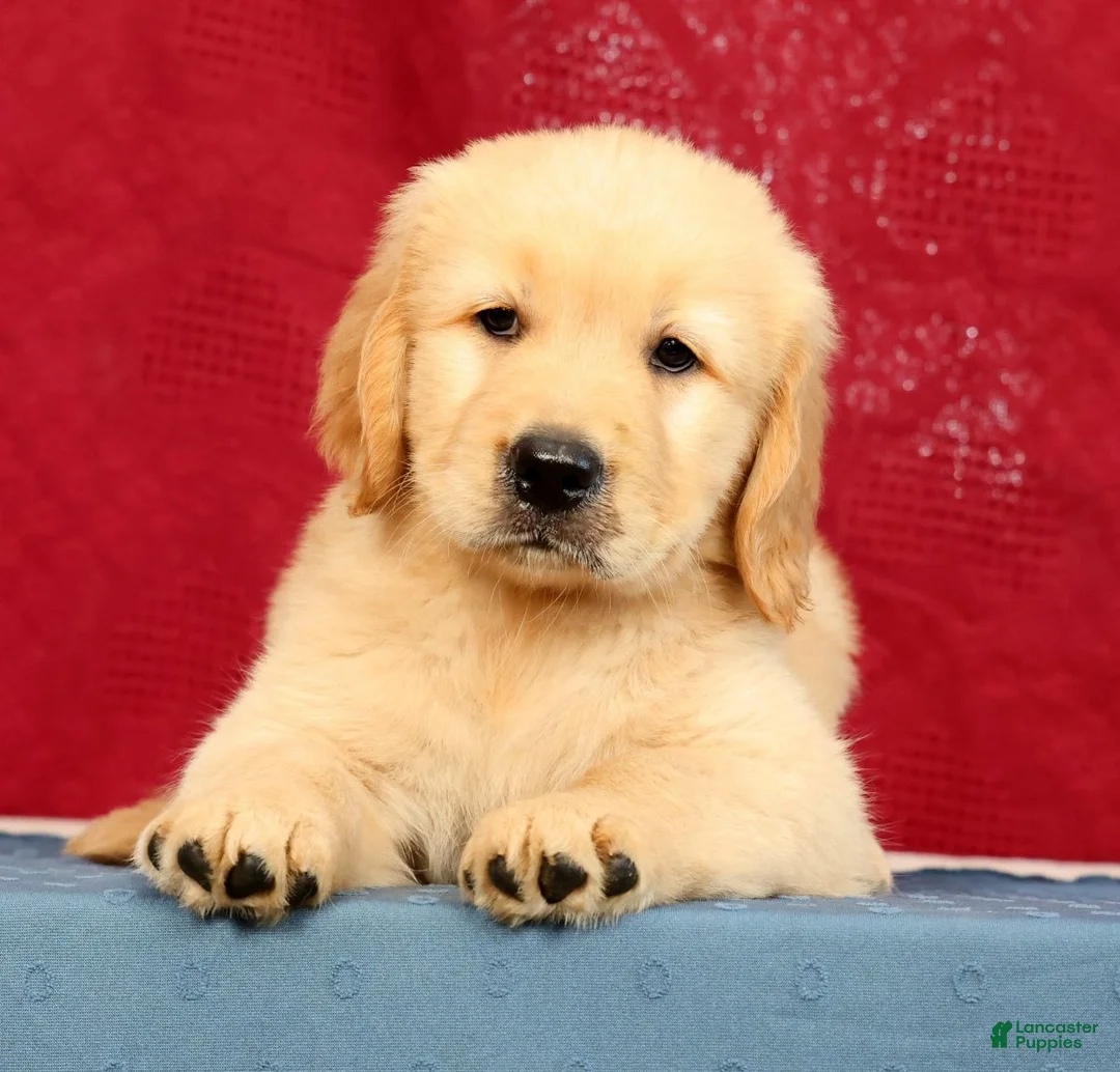 Golden Retriever dogs for sale: Denali - Ad 1