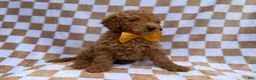 Miniature Poodle dogs for sale: Moose - Ad 4