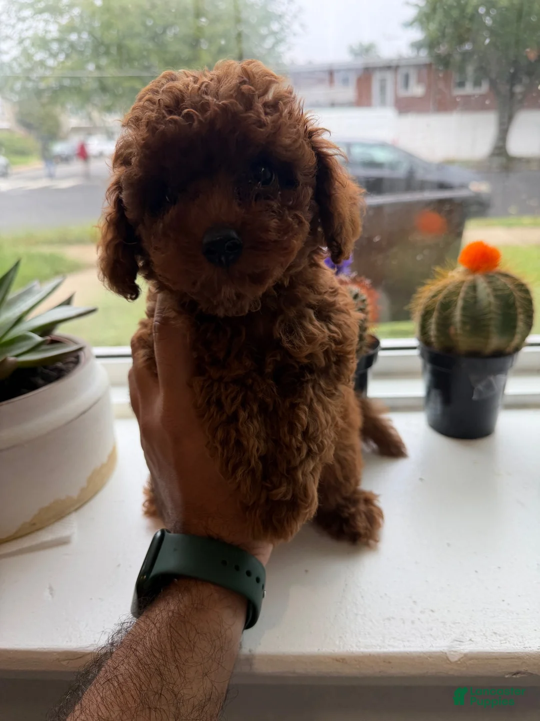 Toy Poodle dogs for sale:      Max - Ad 1