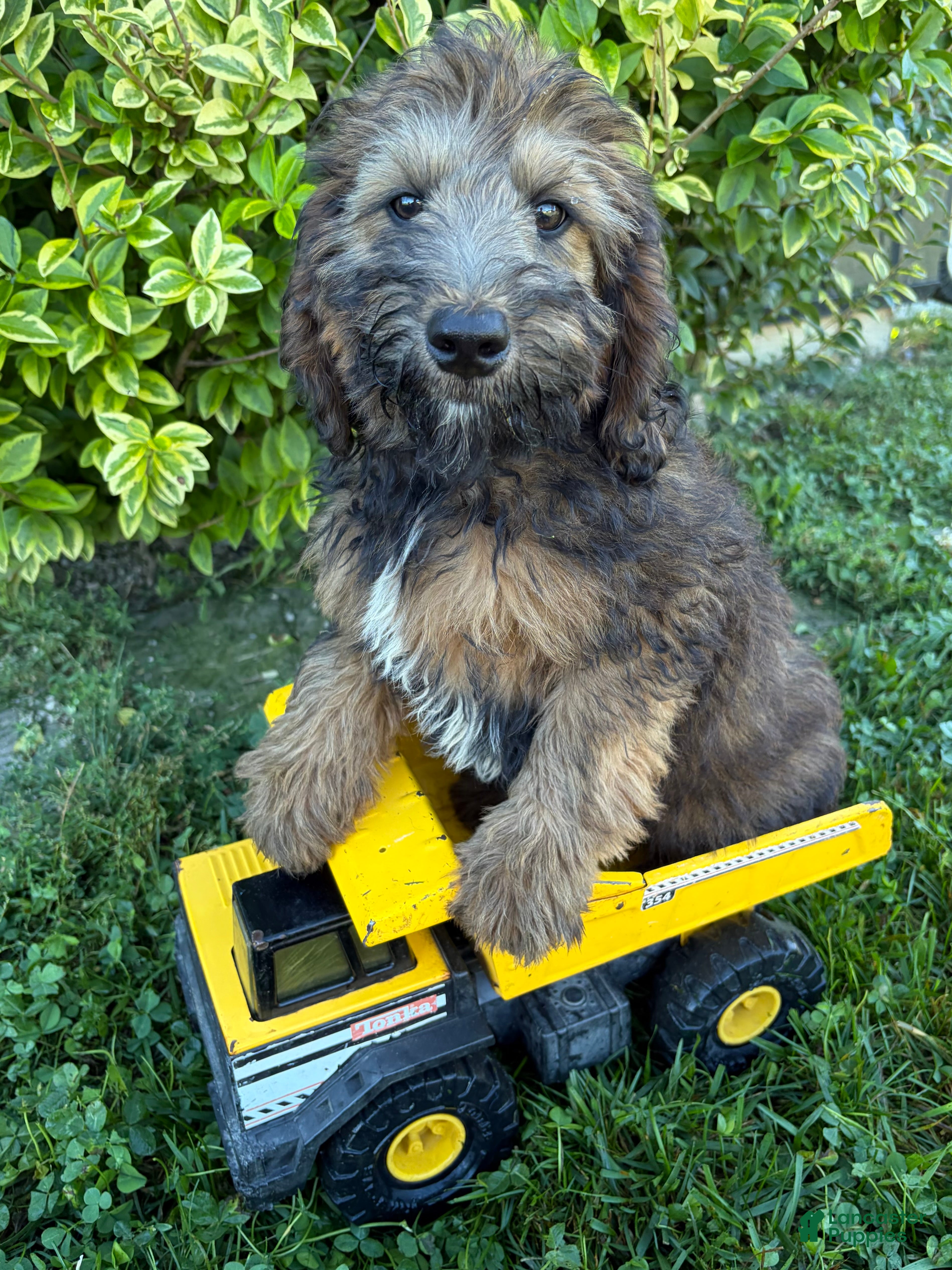 Whoodle dogs Harvey - Ad 1